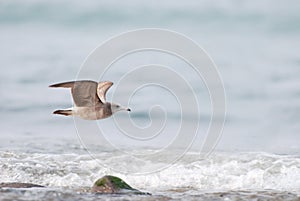 Black tailed gull