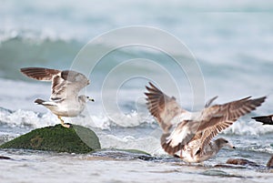Black-tailed gull.