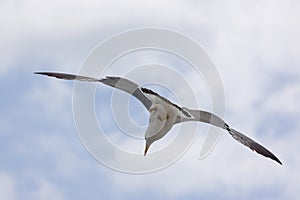 A Black-tailed gull in flying.