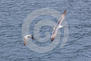 A Black-tailed gull in flying.