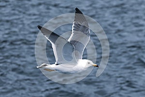 A Black-tailed gull in flying.