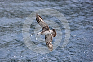 A Black-tailed gull in flying.