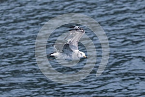 A Black-tailed gull in flying.