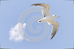 Black-tailed gull in flying in a sky background.