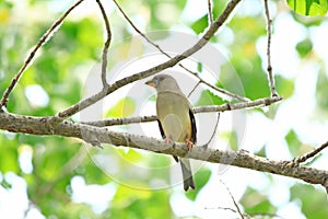 Black-tailed Hawfinch female