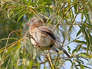 Black-tailed Hawfinch female