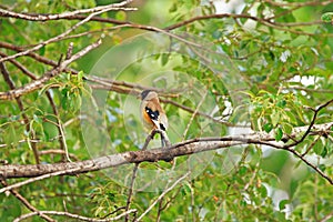 Black-tailed Hawfinch male