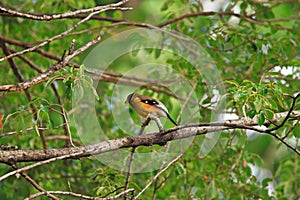 Black-tailed Hawfinch male