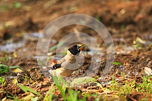 Black-tailed Hawfinch male