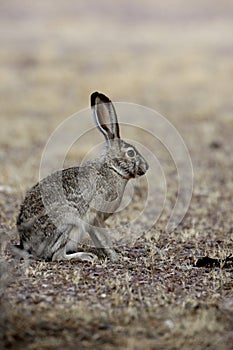 Black-tailed jack rabbit, Lepus californicus photo