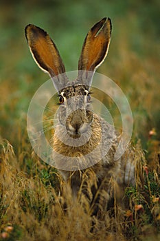 Black-tailed Jackrabbit photo