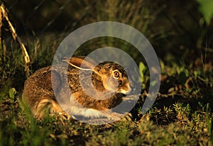 Black-tailed Jackrabbit