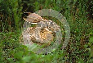 Black-tailed Jackrabbit