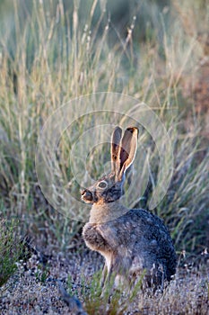 Black-tailed Jackrabbit