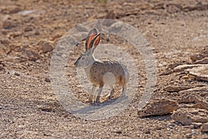 Black Tailed Jackrabbit in the Desert