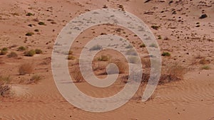 Black-tailed jackrabbit in Desert of Oman