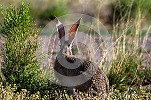 Black-tailed Jackrabbit displays his enormous ears