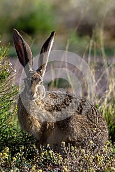 Black-tailed Jackrabbit feeds in Arizona