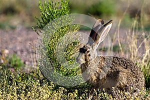 Black-tailed Jackrabbit feeds in Arizona