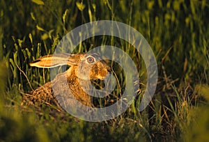 Black-tailed Jackrabbit in Grass