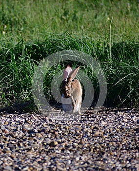 Black-tailed Jackrabbit hare - Lepus californicus