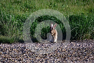 Black-tailed Jackrabbit hare - Lepus californicus