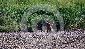 Black-tailed Jackrabbit hare - Lepus californicus