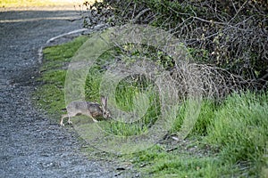 Black-tailed Jackrabbit Hopping - Mountain View, CA