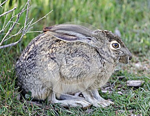 Black-tailed Jackrabbit juvenile lying down with ears folded down and hiding in alert