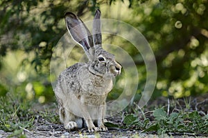 Black-tailed jackrabbit, lepus californicus