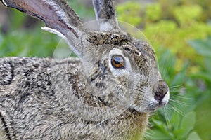 Black-tailed jackrabbit, lepus californicus