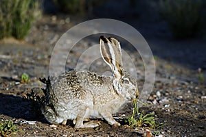 Black-tailed Jackrabbit, Lepus californicus