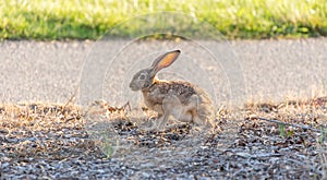 Black-tailed Jackrabbit - Lepus californicus