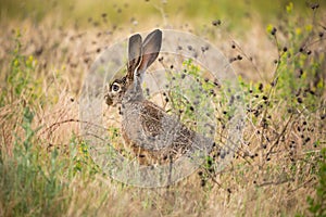 Black-tailed jackrabbit (Lepus californicus) - American desert hare, alert