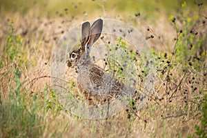 Black-tailed jackrabbit (Lepus californicus) - American desert hare, alert photo