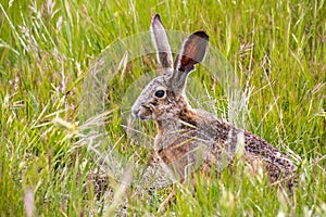 Black-tailed jackrabbit Lepus californicus photo