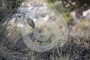 Black-tailed Jackrabbit Pauses in the Shade of a Sagebrush in a Nevada Desert