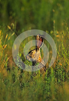 Black-tailed Jackrabbit Portrait