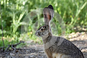 Black-Tailed Jackrabbit Relaxing In A Secluded Meadow High Quality