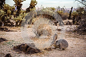 A black-tailed jackrabbit sitting on a trail in Joshua Tree National Park