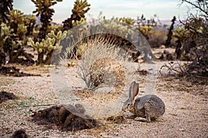 A black-tailed jackrabbit sitting on a trail in Joshua Tree National Park photo