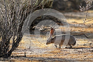 Black-tailed Jackrabbit Sniffing