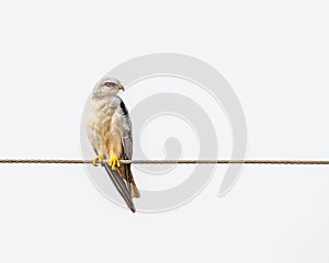 Black-tailed kite (Elanus caeruleus) perched on a power line on a cloudy day