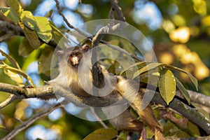 Black-tailed Marmoset (Mico melanurus) in a Tree in Brazil