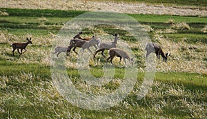 Black tailed mule deer, including buck, does and fawn graze in a meadow in the White Mountains of California.
