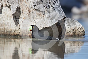 Black tailed native hen in outback Australia billabong