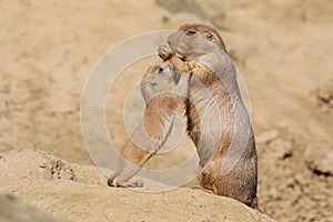 Black-tailed prairie dog