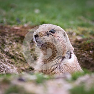 Black tailed prairie dog