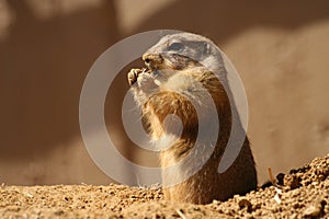 Black-Tailed Prairie Dog