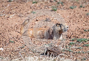 Black-tailed Prairie Dog